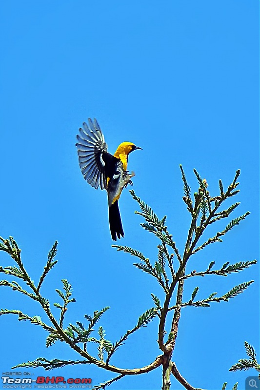 Life during the pandemic - Backyard birding & raised bed garden in California-oriole2.jpg