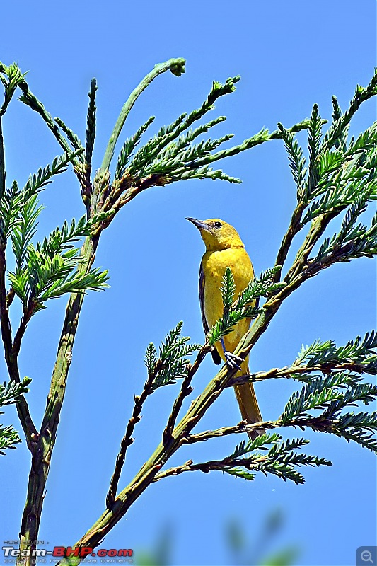 Life during the pandemic - Backyard birding & raised bed garden in California-oriole3.jpg