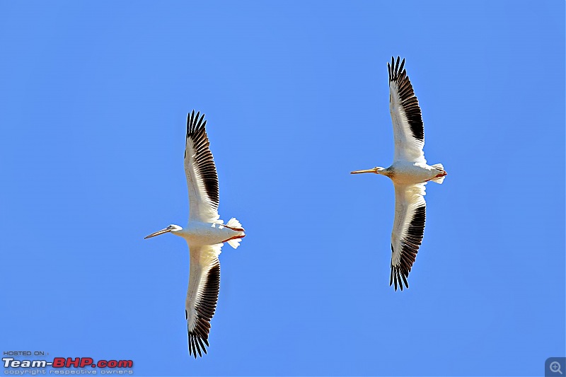 Life during the pandemic - Backyard birding & raised bed garden in California-pelican.jpg