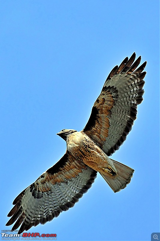 Life during the pandemic - Backyard birding & raised bed garden in California-redt2.jpg