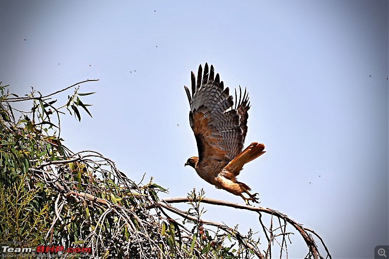 Life during the pandemic - Backyard birding & raised bed garden in California-redtflight.jpg