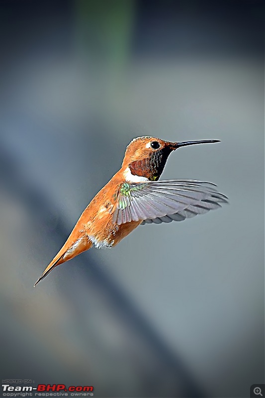 Life during the pandemic - Backyard birding & raised bed garden in California-rofus2.jpg