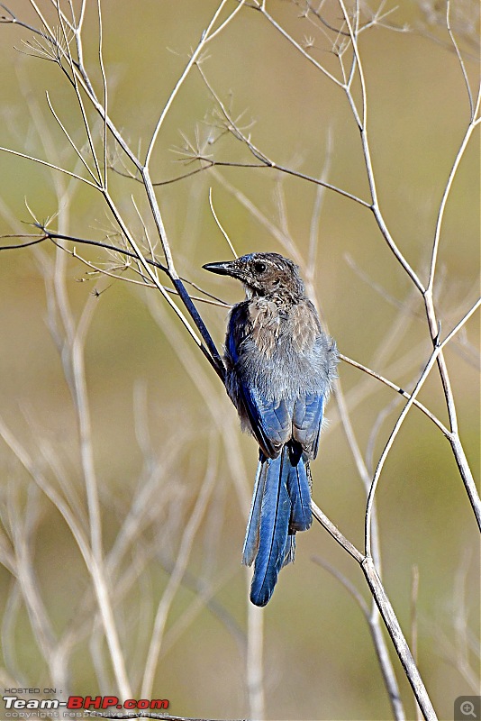 Life during the pandemic - Backyard birding & raised bed garden in California-scrubjay.jpg