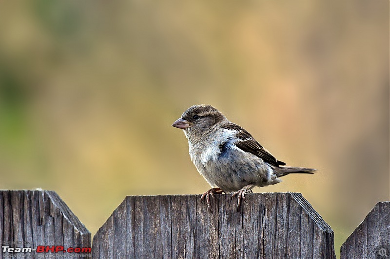 Life during the pandemic - Backyard birding & raised bed garden in California-sparrow.jpg