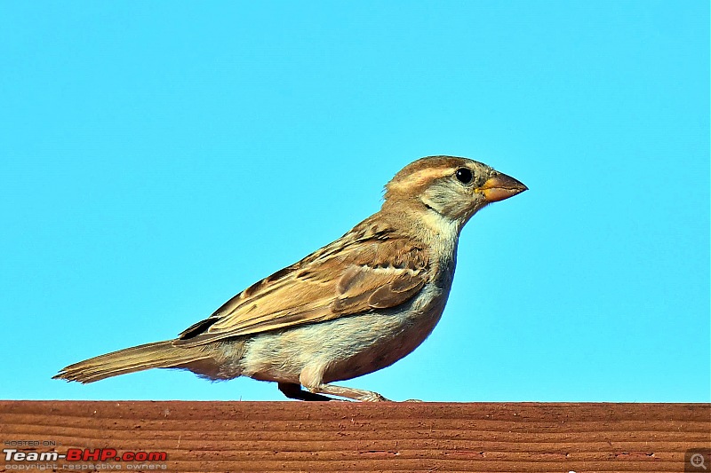 Life during the pandemic - Backyard birding & raised bed garden in California-sparrow2.jpg