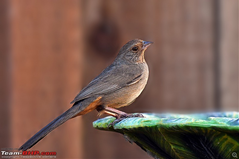 Life during the pandemic - Backyard birding & raised bed garden in California-towhee1.jpg