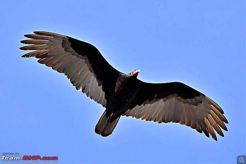 Life during the pandemic - Backyard birding & raised bed garden in California-turkeyv.jpg