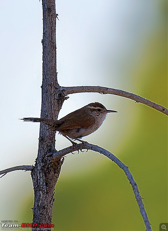 Life during the pandemic - Backyard birding & raised bed garden in California-wren1.jpg