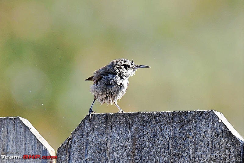 Life during the pandemic - Backyard birding & raised bed garden in California-wren3.jpg