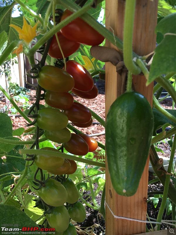 Life during the pandemic - Backyard birding & raised bed garden in California-cucumber.jpg