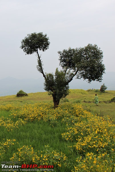 Kaas (Maharashtra) -The Plateau of flowers-img_3061.jpg