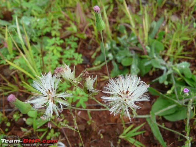 Kaas (Maharashtra) -The Plateau of flowers-p1010539.jpg