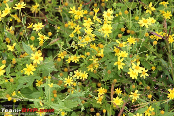 Kaas (Maharashtra) -The Plateau of flowers-img_3067.jpg