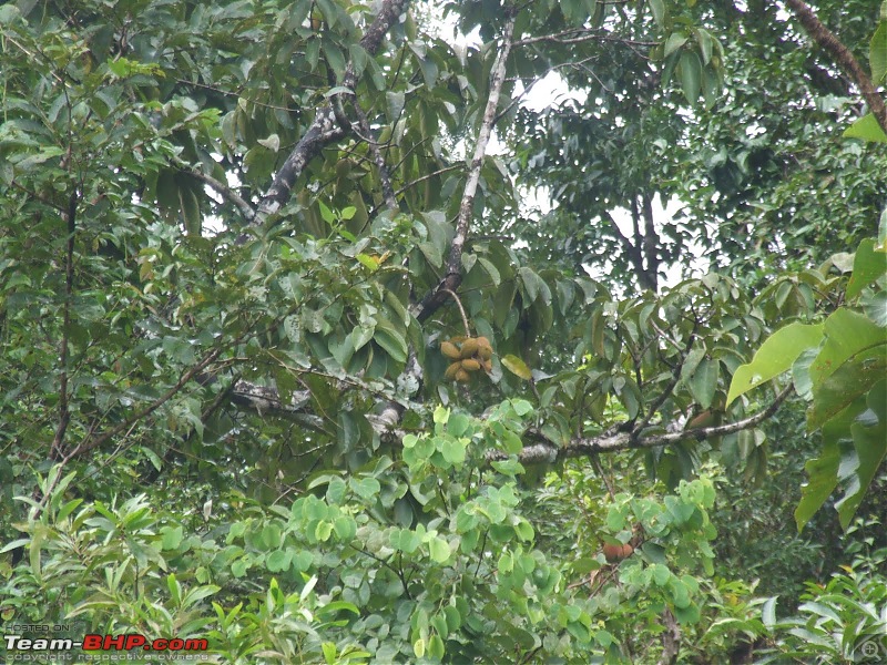 Coastal Karnataka after Monsoon-dscf2831.jpg