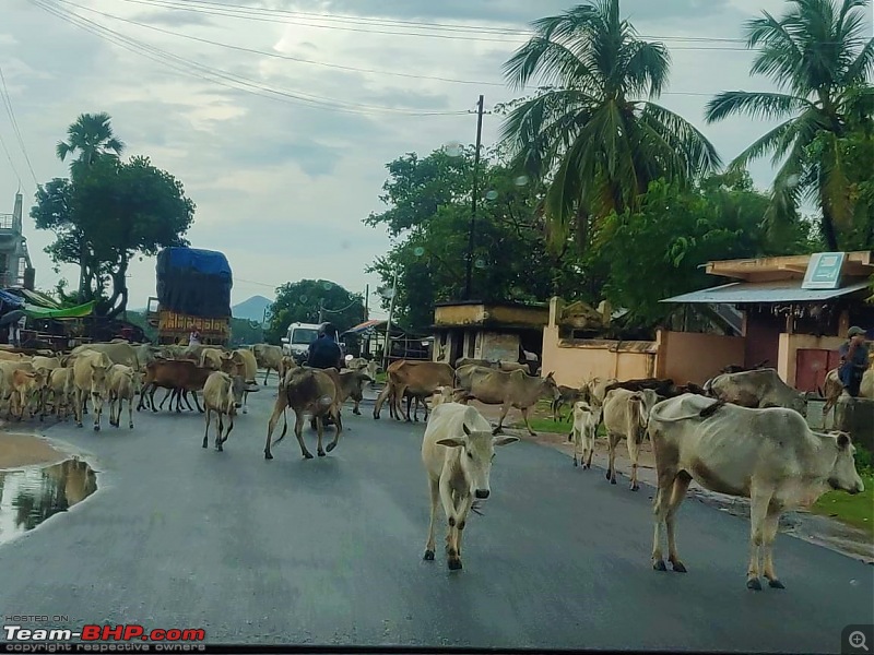 Drive to Scenic Massanjore & Serene Shantiniketan. EDIT: 2022 visit updates-07.-cows.jpg