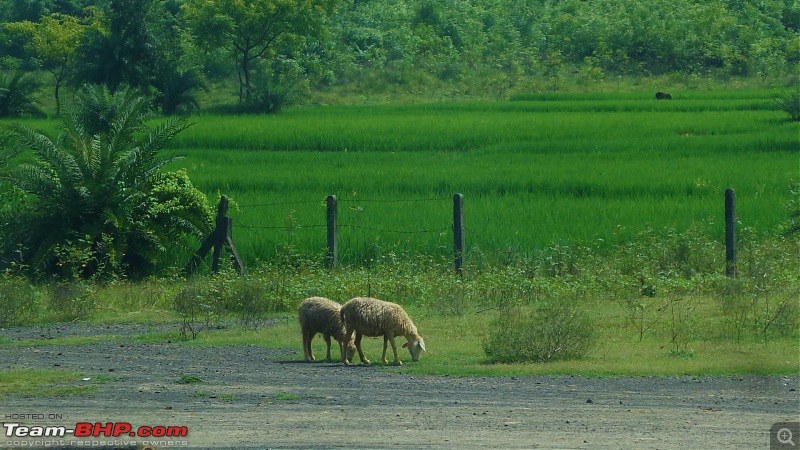 Drive to Scenic Massanjore & Serene Shantiniketan. EDIT: 2022 visit updates-kopai-herd.jpg
