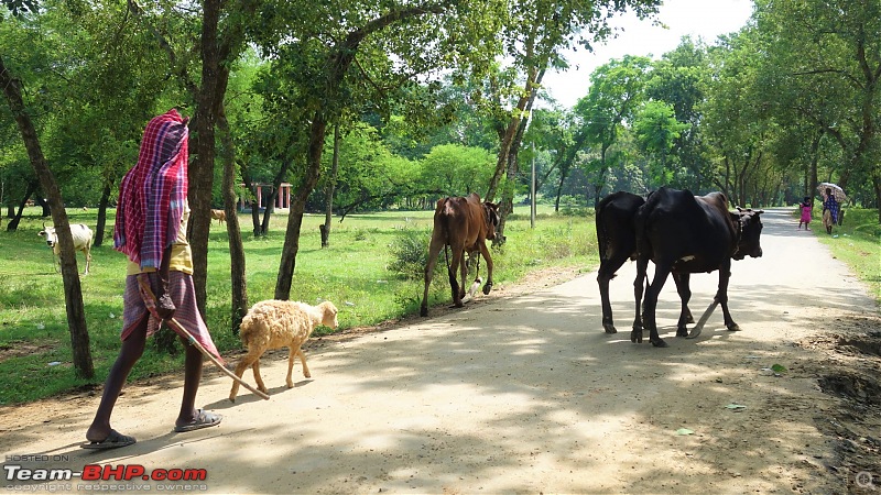 Drive to Scenic Massanjore & Serene Shantiniketan. EDIT: 2022 visit updates-kopai-road-cow.jpg