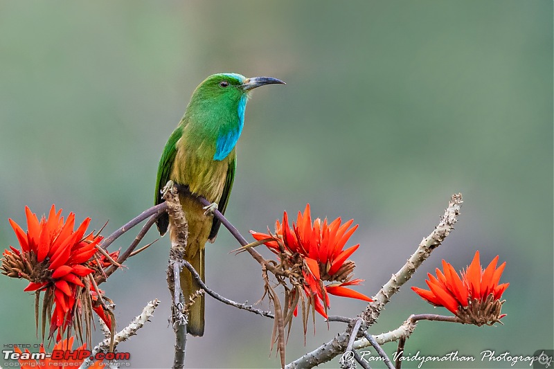 A trip to Birder's paradise - Mahananda & Latpanchar-blue-bearded-bee-eater-1.jpg