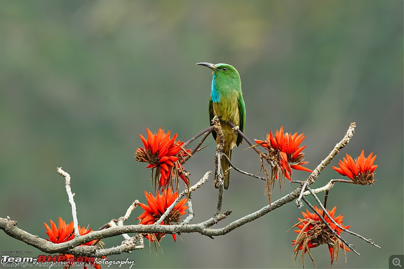 A trip to Birder's paradise - Mahananda & Latpanchar-blue-bearded-bee-eater-2.jpg