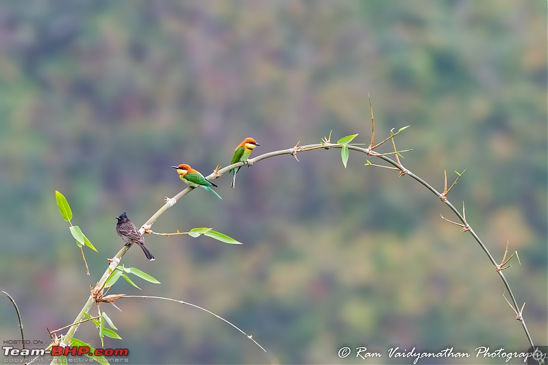 A trip to Birder's paradise - Mahananda & Latpanchar-chestnut-headed-bee-eater-pair.jpg