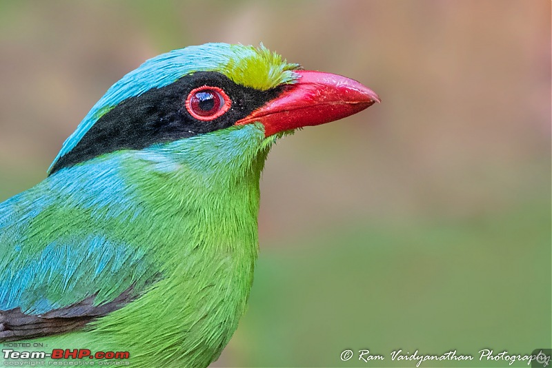 A trip to Birder's paradise - Mahananda & Latpanchar-common-green-magpie-portrait.jpg