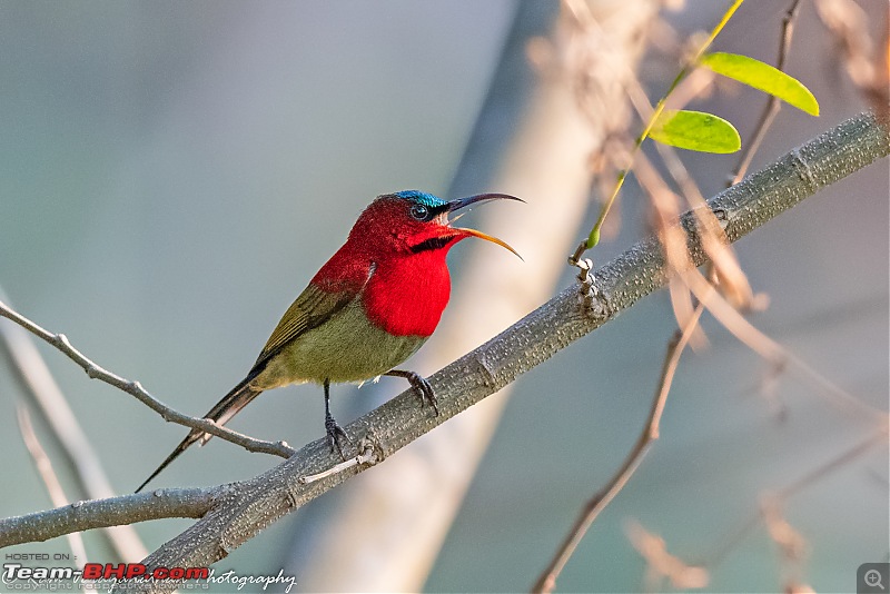 A trip to Birder's paradise - Mahananda & Latpanchar-crimson-sunbird.jpg