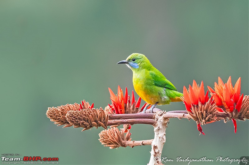 A trip to Birder's paradise - Mahananda & Latpanchar-orangebellied-leafbird-female.jpg