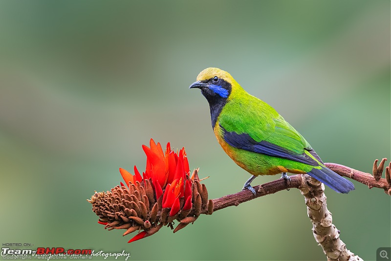 A trip to Birder's paradise - Mahananda & Latpanchar-orangebellied-leafbird-male.jpg