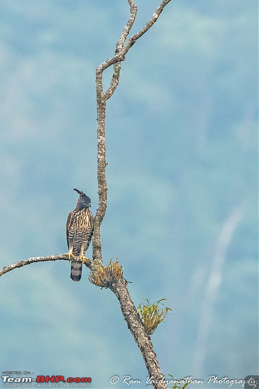 A trip to Birder's paradise - Mahananda & Latpanchar-mountain-hawk-eagle.jpg