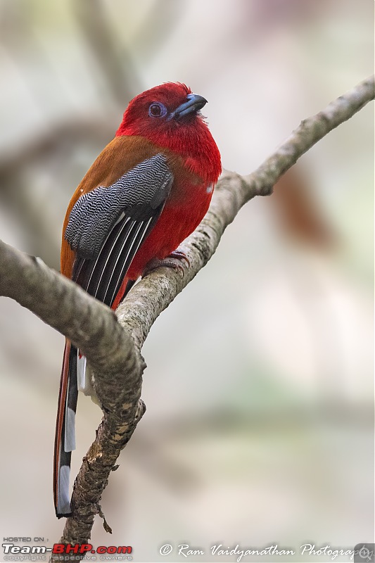 A trip to Birder's paradise - Mahananda & Latpanchar-red-headed-trogon2.jpg