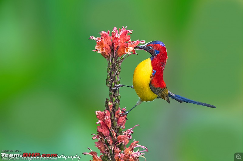 A trip to Birder's paradise - Mahananda & Latpanchar-mrs.-goulds-sunbird-1.jpg