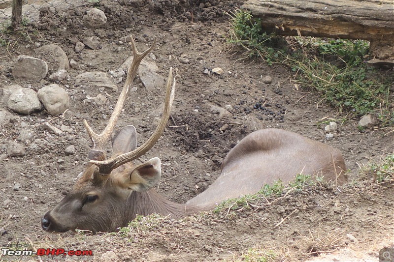 Autumn Drive in an Innova Crysta to Dooars, Kolakham, Kalimpong & Darjeeling-10.-harin.jpg