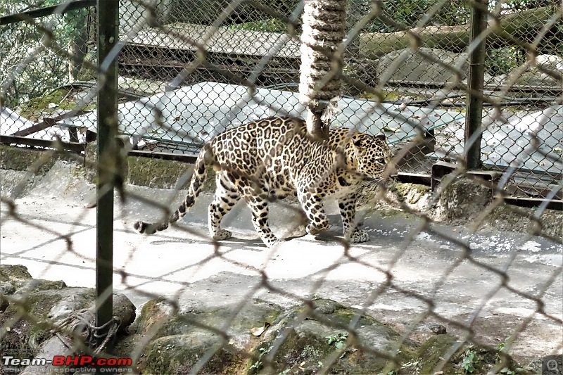 Autumn Drive in an Innova Crysta to Dooars, Kolakham, Kalimpong & Darjeeling-15.-leopard.jpg