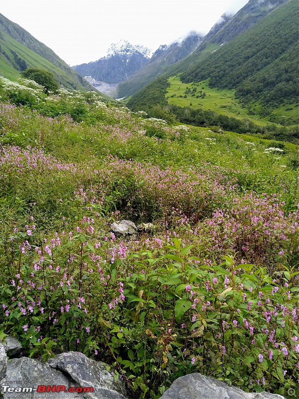 Road-trip to the Valley of Flowers-img_20190819_123029.jpg