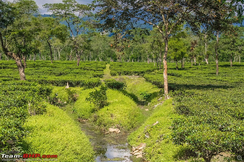 In the Villages of Kalimpong, WB-_dsc0589.jpg