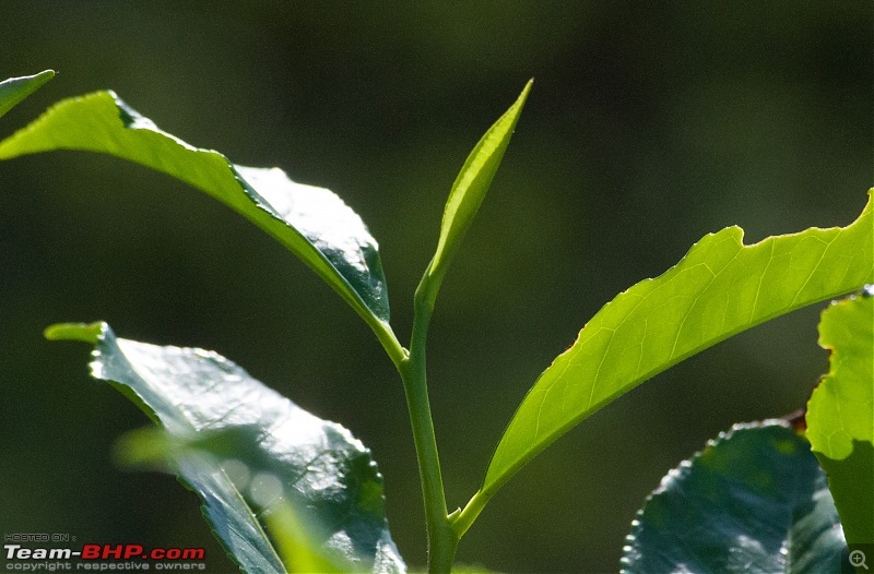 In the Villages of Kalimpong, WB-_dsc0612.jpg