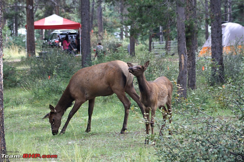 Camping in the majestic Rockies-36.jpg