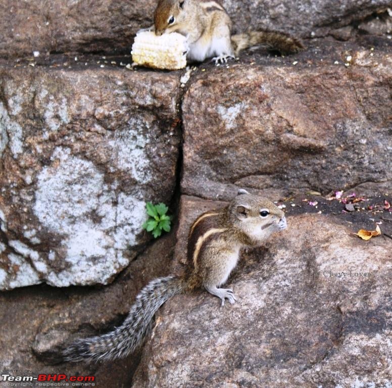 An incredible road trip to Velankanni, Kodaikanal and Ooty-c-squirrel-his-friend.jpg