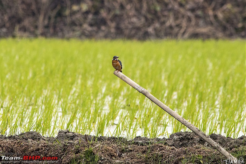 West Bengal - A treasure for tourists-img_6357.jpg