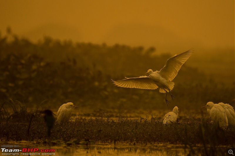 The hunt for Killer Ospreys at Purbasthali-_dsc6813.jpg