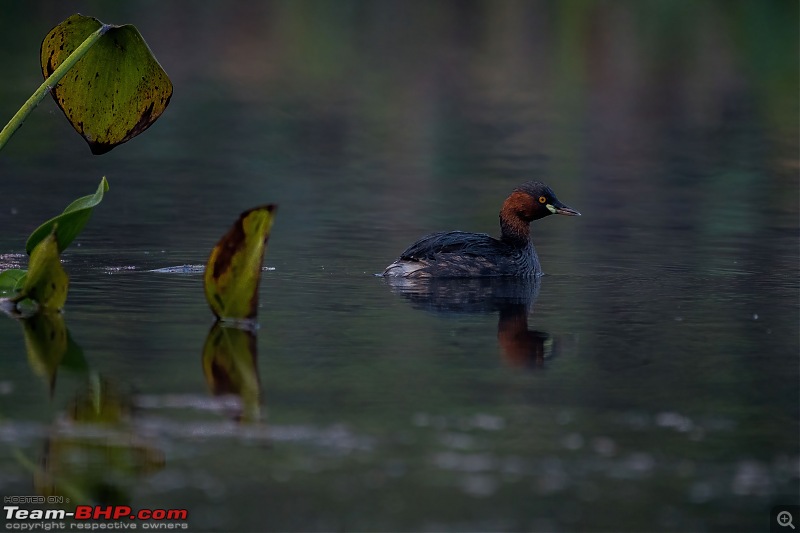 The hunt for Killer Ospreys at Purbasthali-_dsc6841denoiseaidenoise.jpg