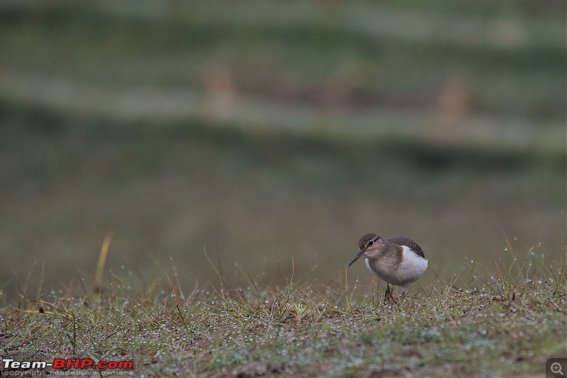 The hunt for Killer Ospreys at Purbasthali-_dsc7095.jpg