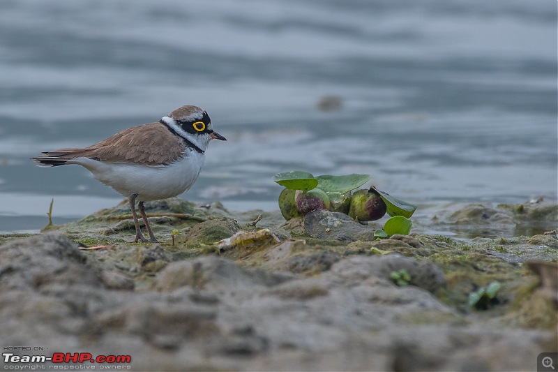 The hunt for Killer Ospreys at Purbasthali-_dsc7188.jpg