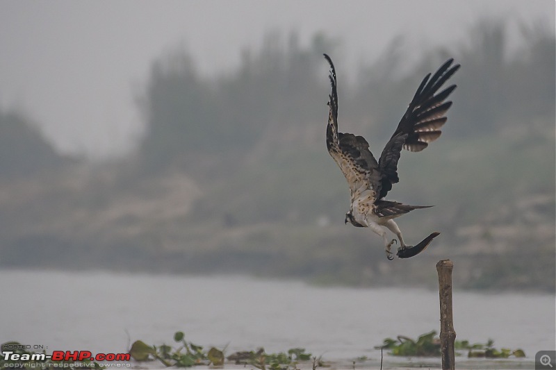 The hunt for Killer Ospreys at Purbasthali-_dsc7283.jpg