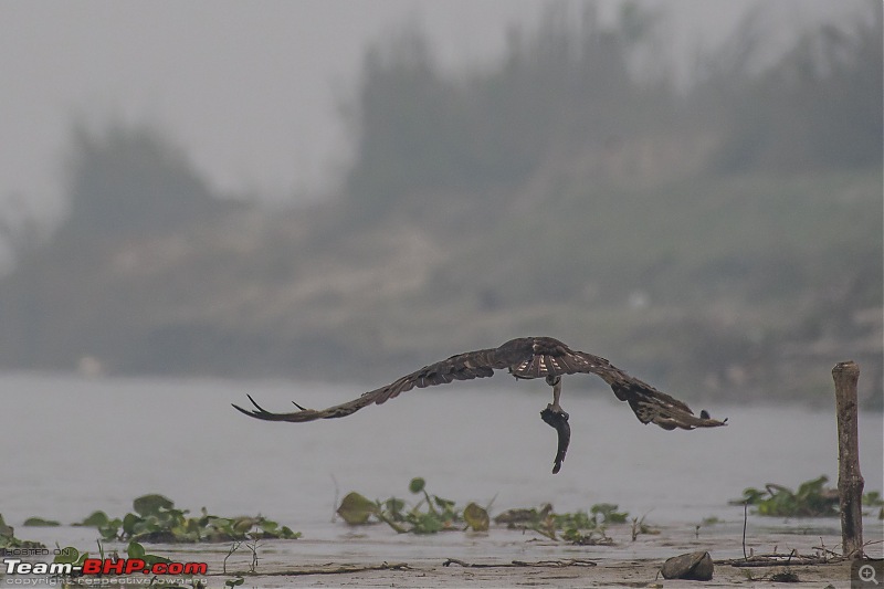 The hunt for Killer Ospreys at Purbasthali-_dsc7286.jpg