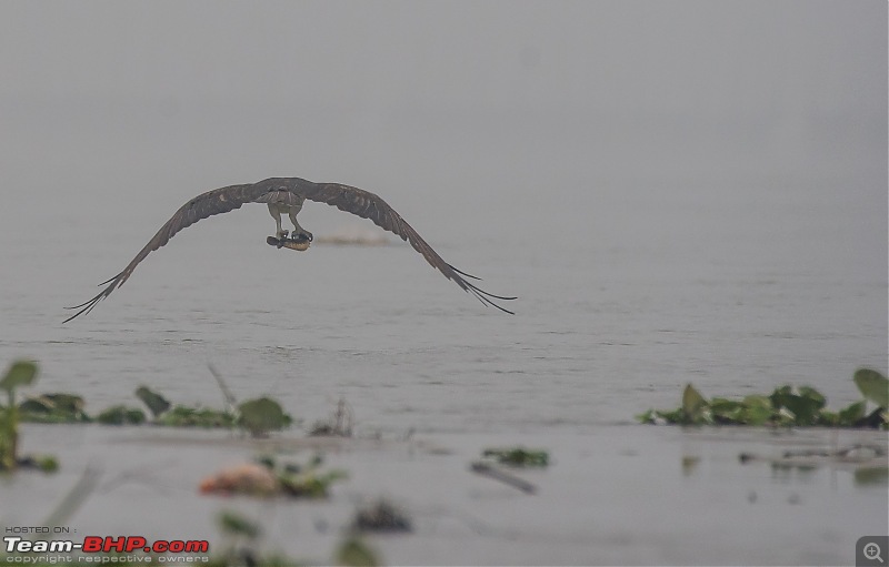 The hunt for Killer Ospreys at Purbasthali-_dsc7306.jpg