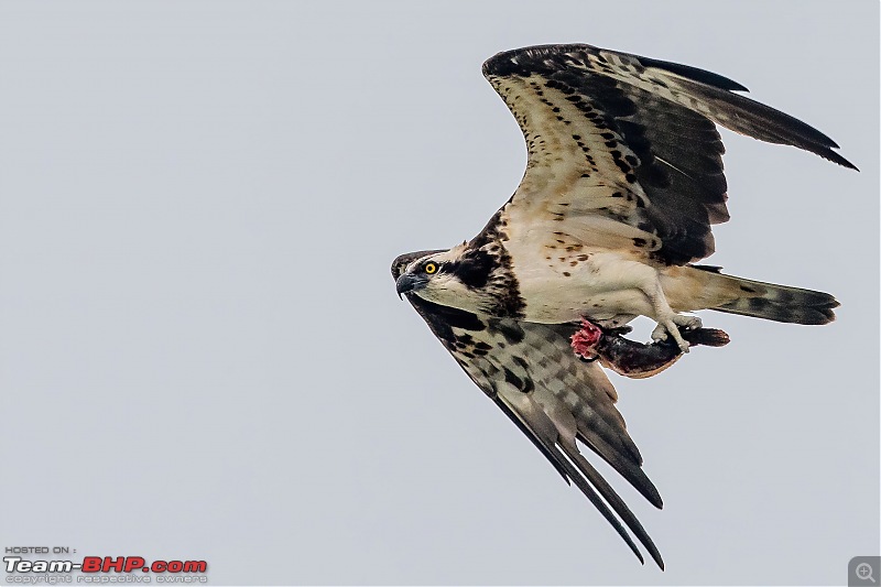 The hunt for Killer Ospreys at Purbasthali-_dsc7344denoiseaidenoise.jpg