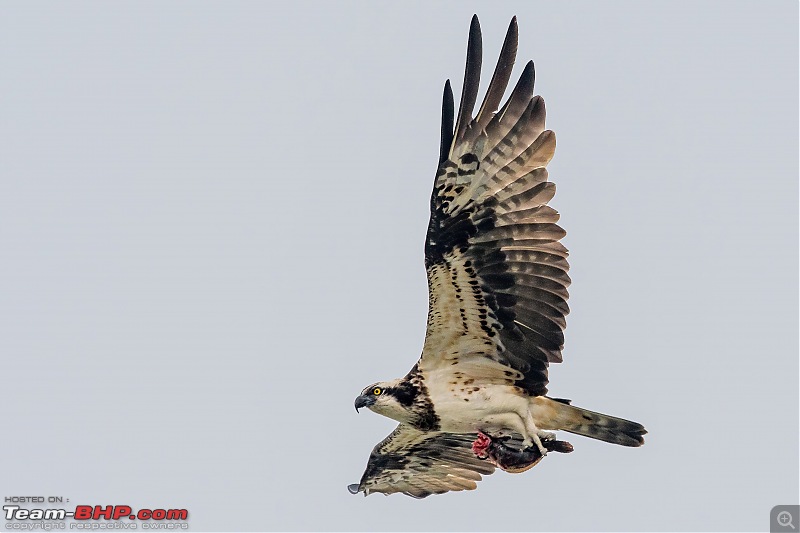 The hunt for Killer Ospreys at Purbasthali-_dsc7345denoiseaidenoise.jpg