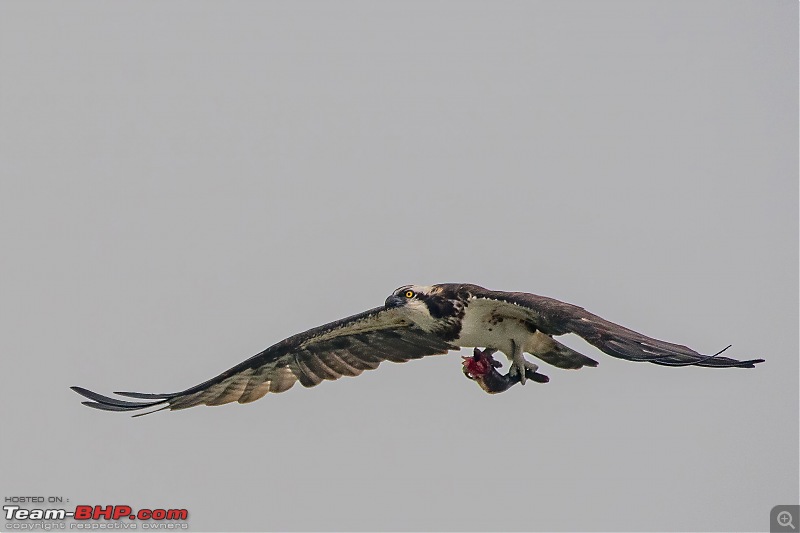 The hunt for Killer Ospreys at Purbasthali-_dsc7333denoiseaidenoise.jpg