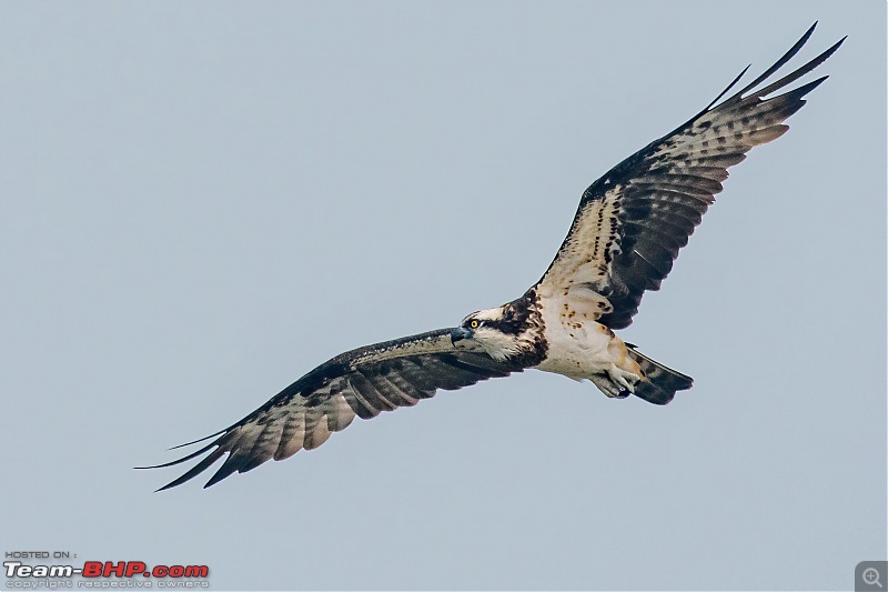 The hunt for Killer Ospreys at Purbasthali-_dsc7389denoiseaidenoise.jpg